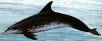 The Rough-Toothed Dolphin can reach a length of up to 8.5 feet