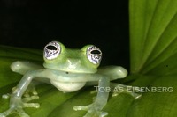 : Centrolene ilex (centrolenella); Ghost Glass Frog