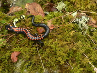 : Pseudoeurycea bellii; Bell's False Brook Salamander