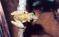 : Scinax longilineus