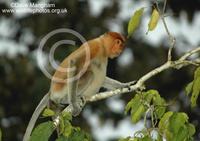 : Nasalis larvatus; Proboscis Monkey