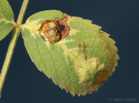: Diplolepis rosaefolii; Rose Blister Gall Wasp;