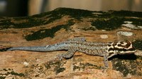 : Lygodactylus picturatus; White-headed Dwarf Gecko