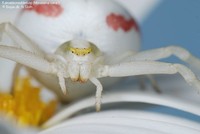 Kamæleonedderkop (Misumena vatia )