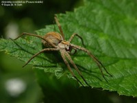 Almindelig rovedderkop (Pisaura mirabilis) Foto/billede af