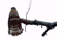 Large Hawk Cuckoo » Cuculus sparverioides