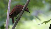 Rufous Woodpecker Micropterus brachyurus