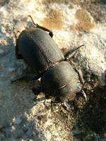 Dorcus parallelipipedus - Lesser stag beetle