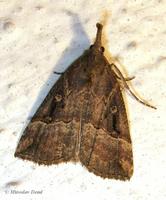 Hypena rostralis - Buttoned Snout