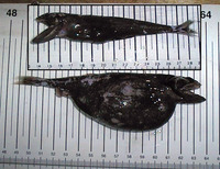 Chiasmodon niger, Black swallower: