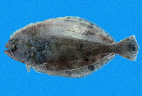 Cyclopsetta querna, Toothed flounder: fisheries