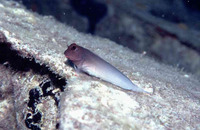 Ophioblennius macclurei, Redlip blenny: aquarium