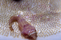 Apletodon pellegrini, Chubby clingfish: