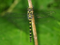 Cordulegaster boltonii - Golden-ringed Dragonfly