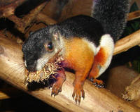 Image of: Callosciurus prevostii (Prevost's squirrel)
