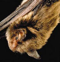 Image of: Myotis sodalis (Indiana bat)