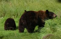 Image of: Ursus arctos (brown bear)