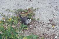 Sterna lunata - Grey-backed Tern