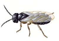 Image of: Caliroa cerasi (pear sawfly)