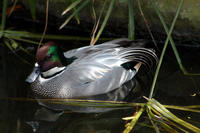 Image of: Anas falcata (falcated duck)