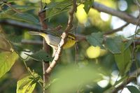 Yellow-throated Wood-Warbler - Phylloscopus ruficapillus