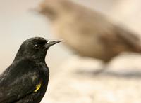 Yellow-winged Blackbird: male