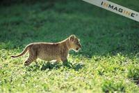 Lion cub (Panthera leo) photo