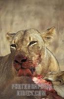 Lion feeding on a buffalo kill , panthera leo , Selous Game Reserve , Tanzania stock photo