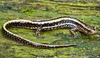 : Eurycea guttolineata; Three-lined Salamander