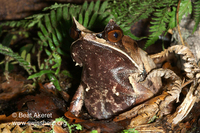 : Megophrys nasuta; Long-nosed Horned Frog