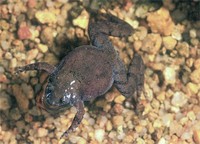 : Paradoxophyla tiarano; Masoala Narrow-mouthed Toad