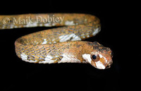 : Aplopeltura boa; Slug-eater