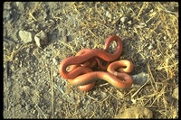: Diadophis punctatus amabilis; Pacific Ringneck Snake