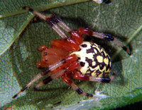 : Araneus marmoreus; Marbled Orbweaver Spider