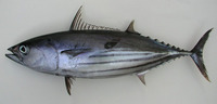 Katsuwonus pelamis, Skipjack tuna: fisheries, gamefish