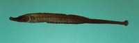 Choeroichthys sculptus, Sculptured pipefish: