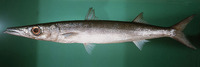 Sphyraena helleri, Heller's barracuda: