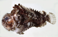 Erosa erosa, Pitted stonefish: