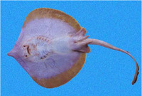 Urotrygon aspidura, Spiny-tail round ray: