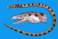 Scytalichthys miurus, Short-tailed viper-eel: