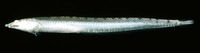 Chalixodytes tauensis, Saddled sandburrower: