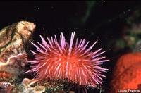 Strongylocentrotus purpuratus - Purple sea urchin