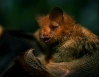 Image of: Murina cyclotis (round-eared tube-nosed bat)