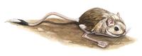 Image of: Paradipus ctenodactylus (comb-toed jerboa)