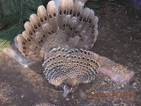 Polyplectron bicalcaratum - Grey Peacock Pheasant