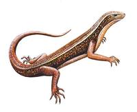 Image of: Zonosaurus madagascariensis