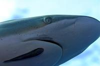 Image of: Carcharhinus falciformis (silky shark)