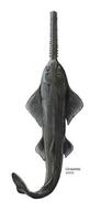 Image of: Pristis pectinata (smalltooth sawfish)