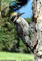 Three-toed Woodpecker - Picoides tridactylus