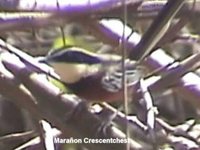 Maranon Crescent-chest - Melanopareia maranonica